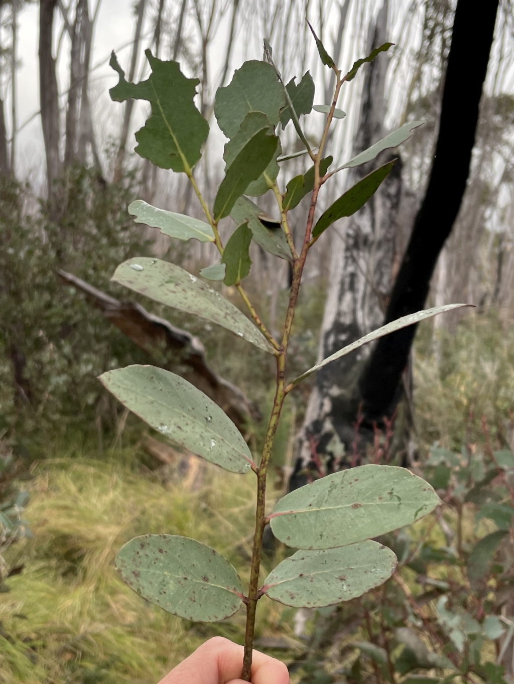 Eucalyptus elaeophloia (hero image)