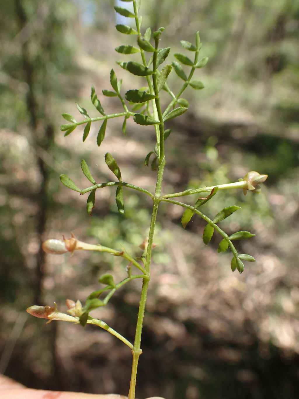Boronia galbraithiae (hero image)