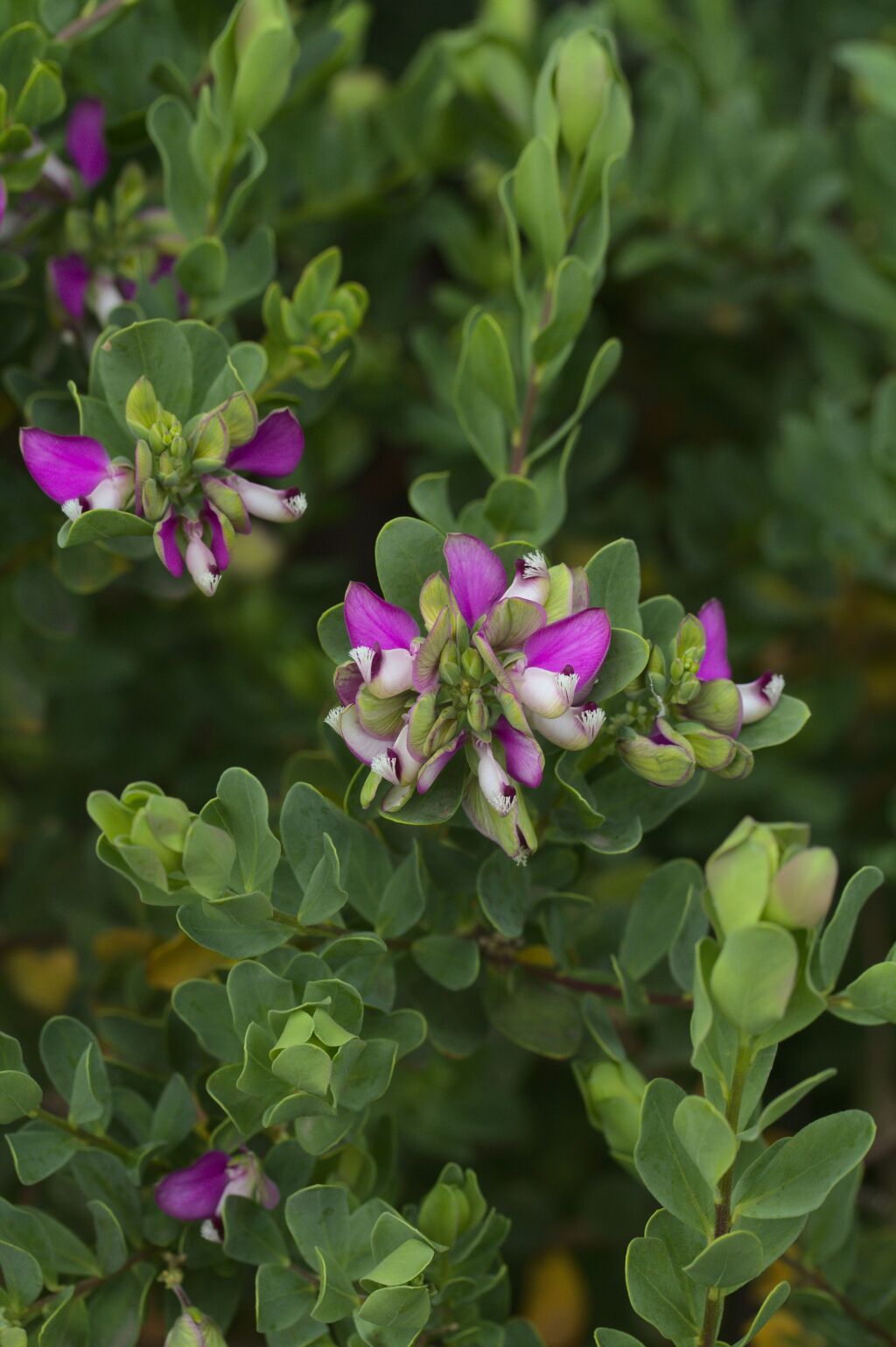 Polygala myrtifolia (hero image)