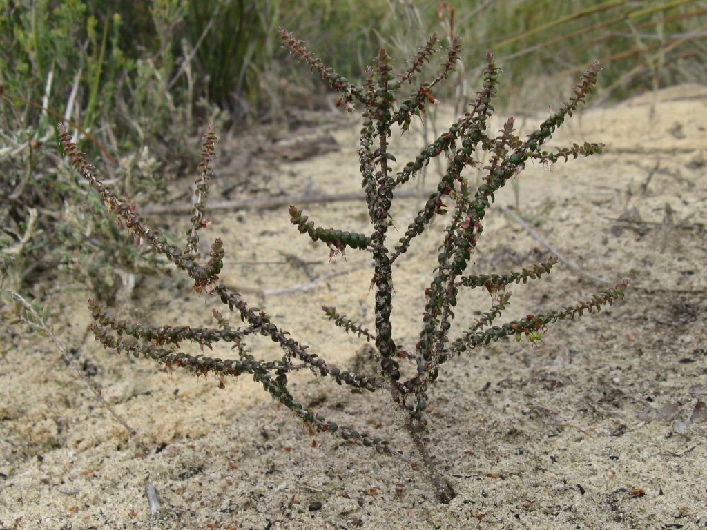 Styphelia clelandii (hero image)