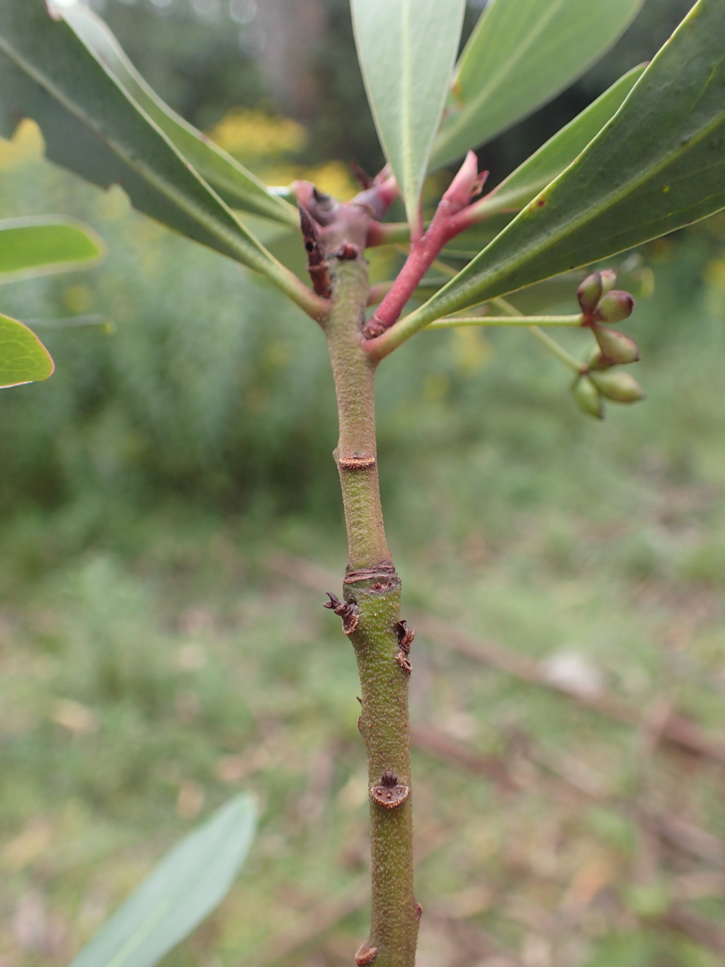 Tasmannia xerophila subsp. robusta (hero image)