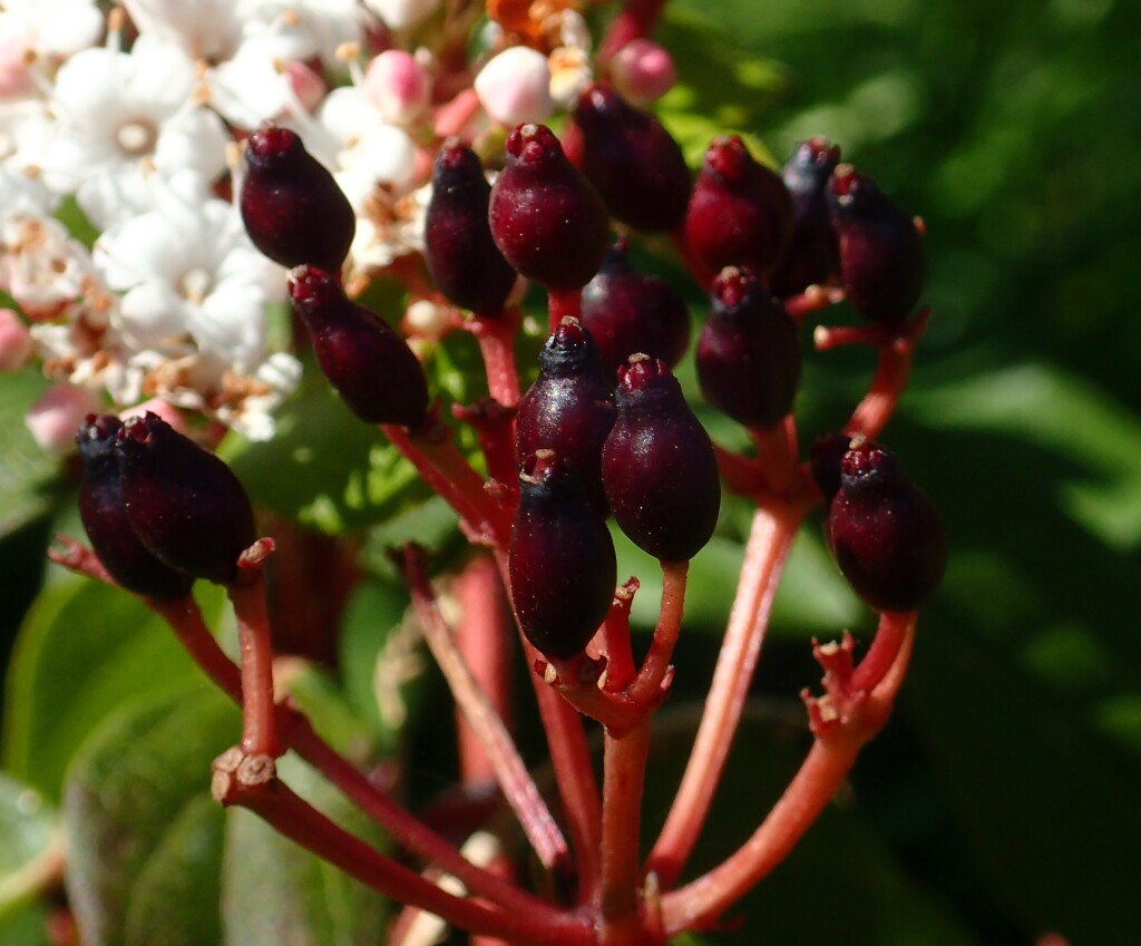 Viburnum (hero image)