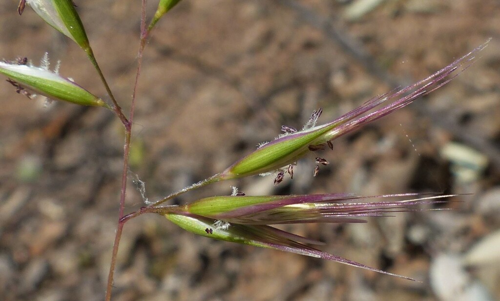 Rytidosperma fulvum (hero image)