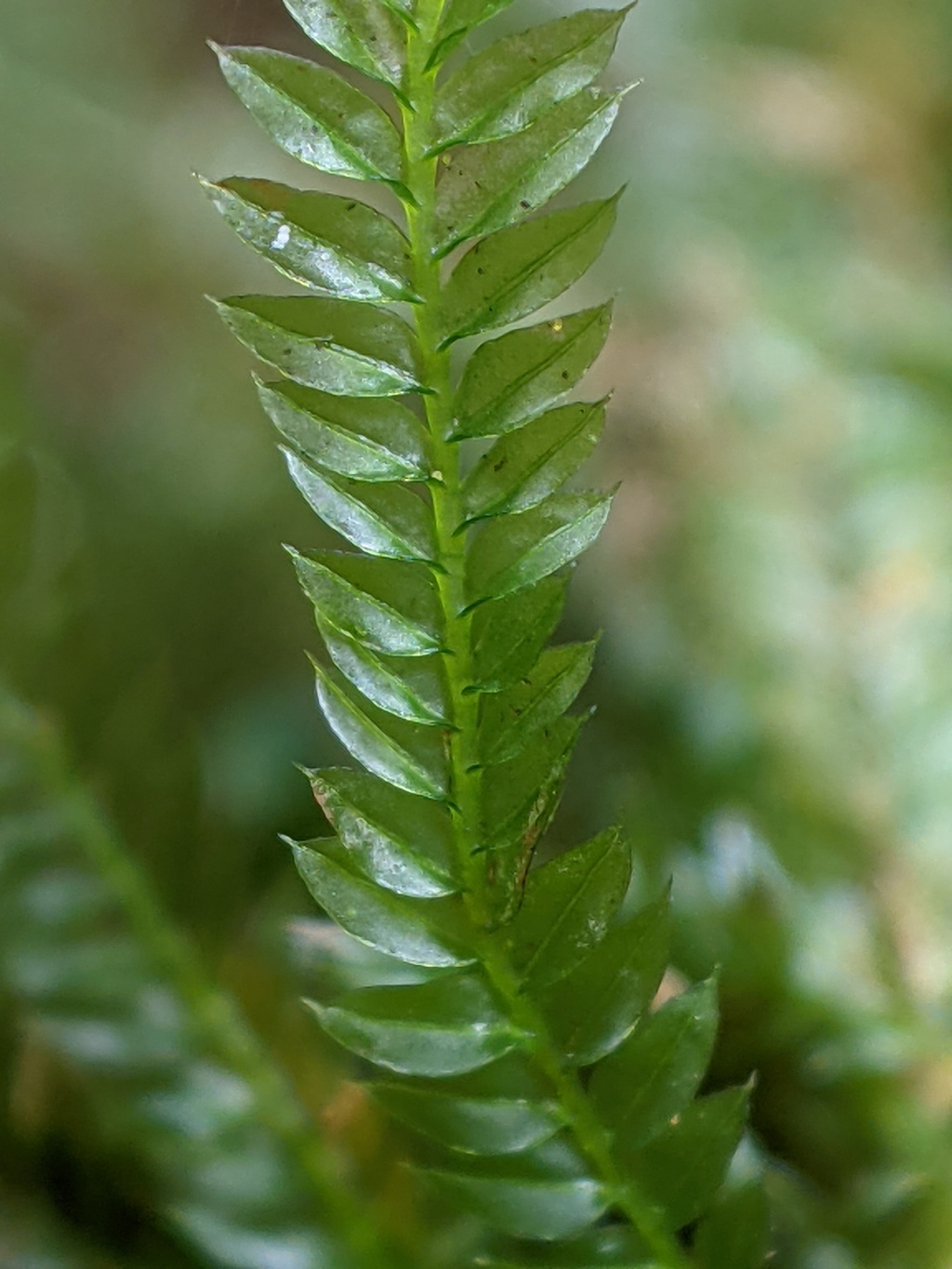 Rhizogonium novae-hollandiae (hero image)