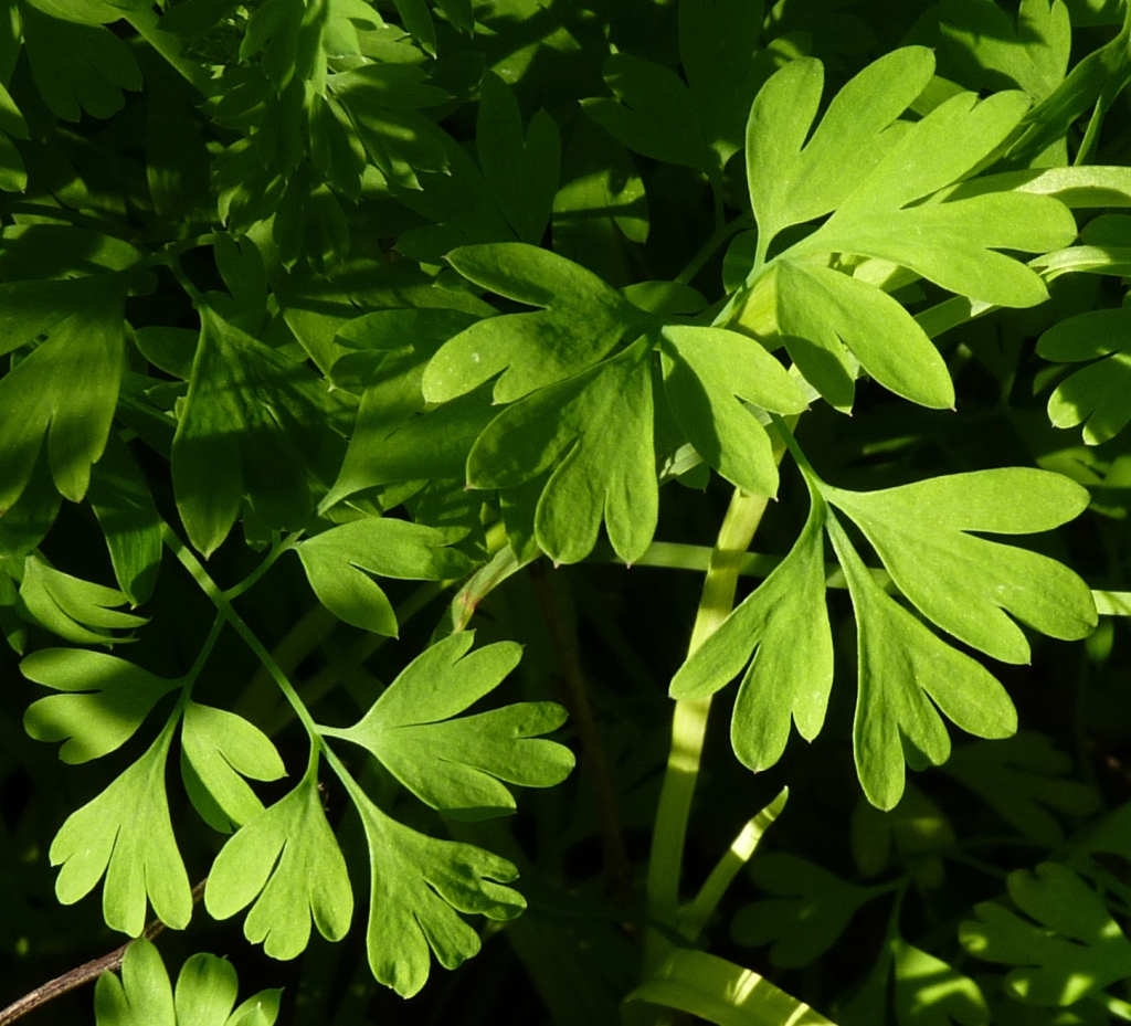 Fumaria capreolata (hero image)