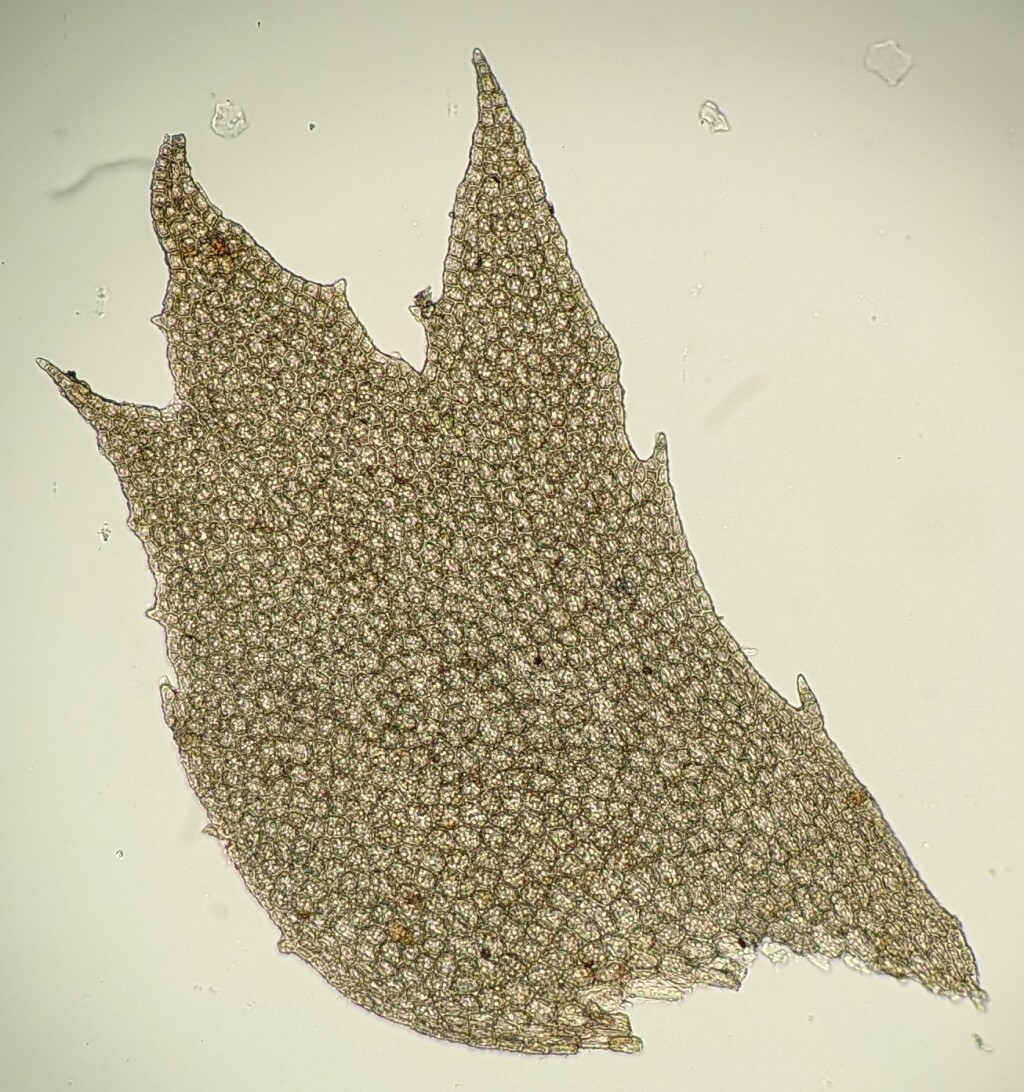 Dinckleria (hero image)