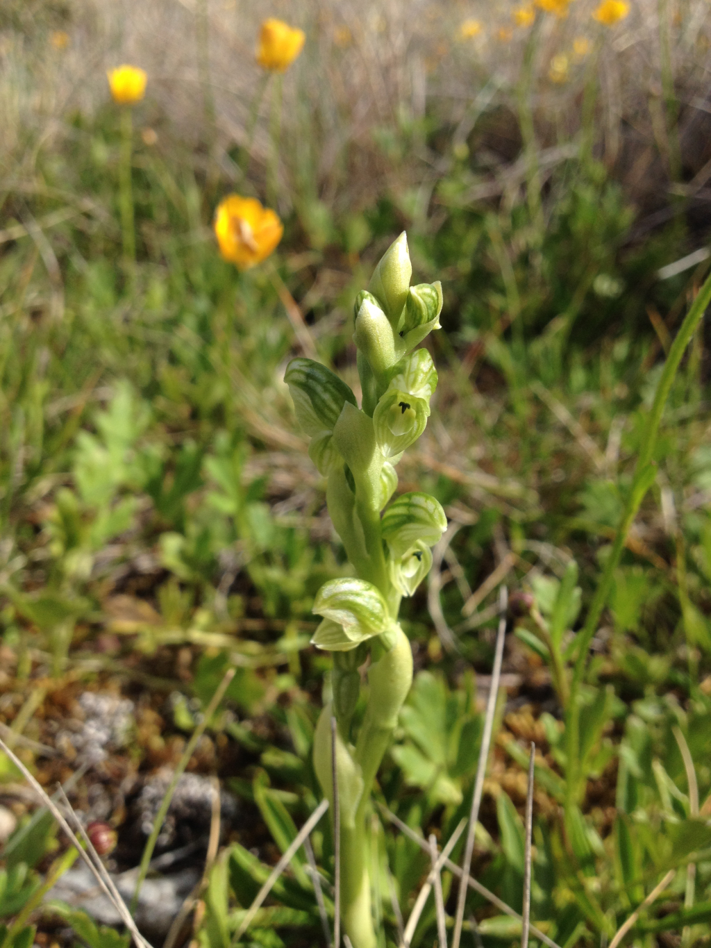 Pterostylis crassicaulis (hero image)