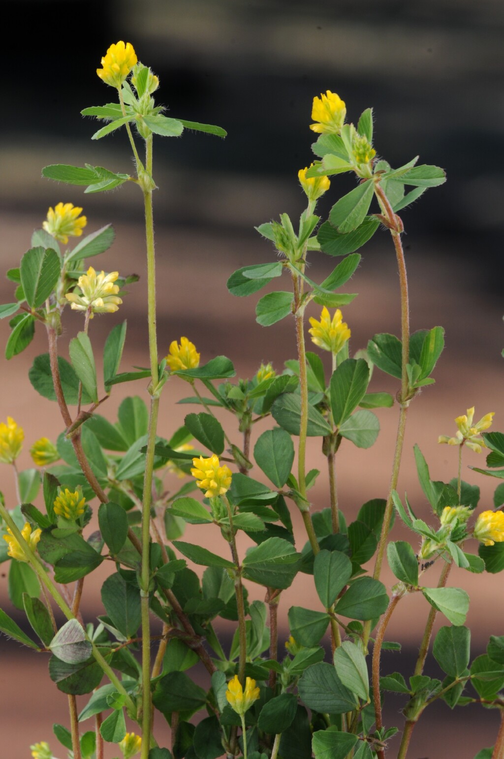 Trifolium dubium (hero image)