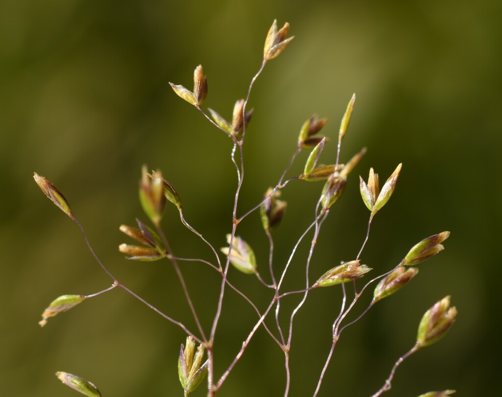 Molineriella minuta (hero image)