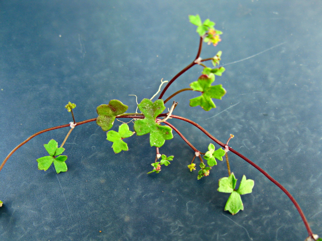 Hydrocotyle rugulosa (hero image)