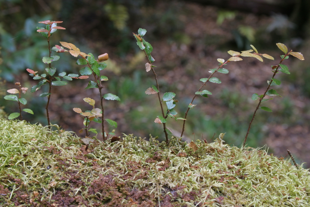 Nothofagus cunninghamii (hero image)