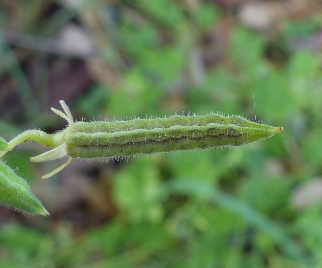 Oxalis corniculata (hero image)