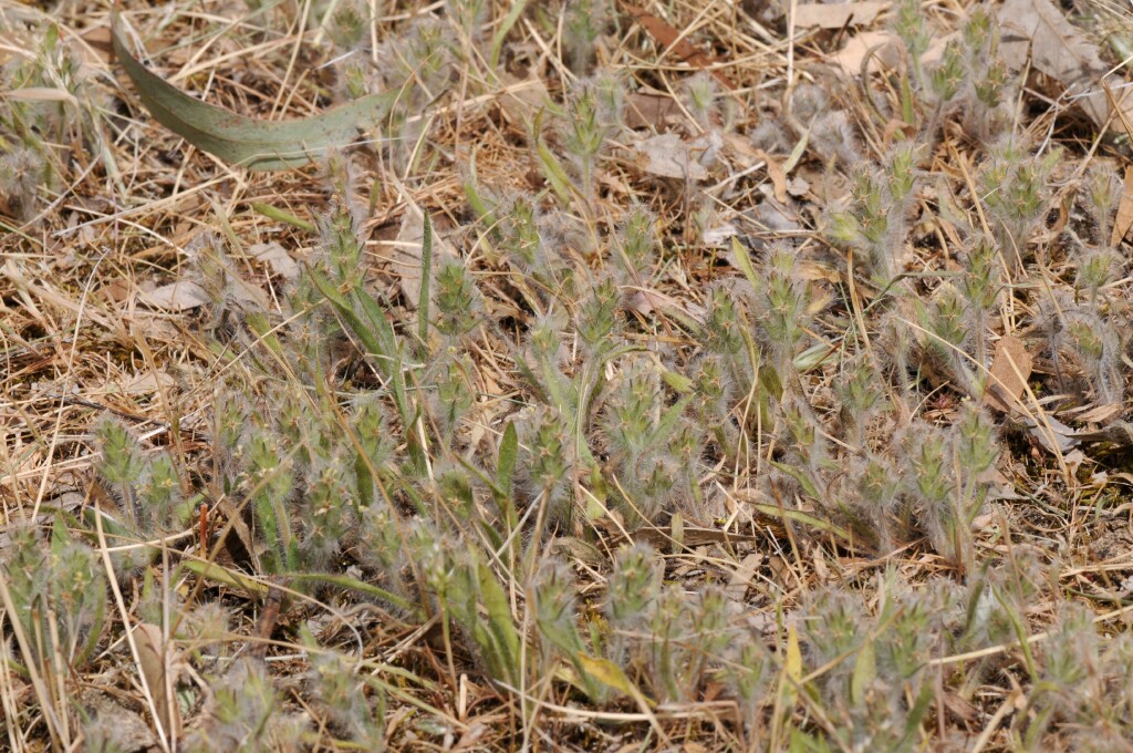 Plantago bellardii (hero image)