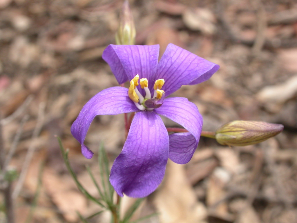 Cheiranthera linearis (hero image)