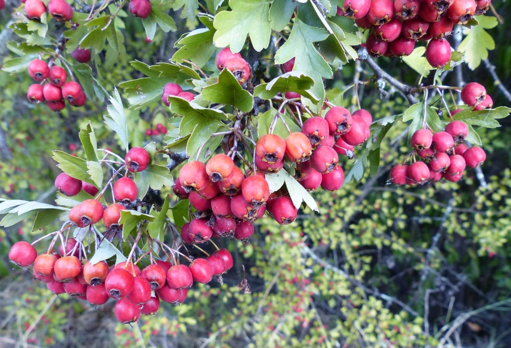 Crataegus (hero image)