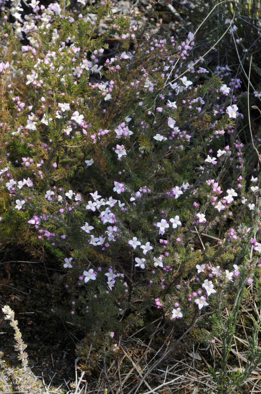 Boronia pilosa (hero image)