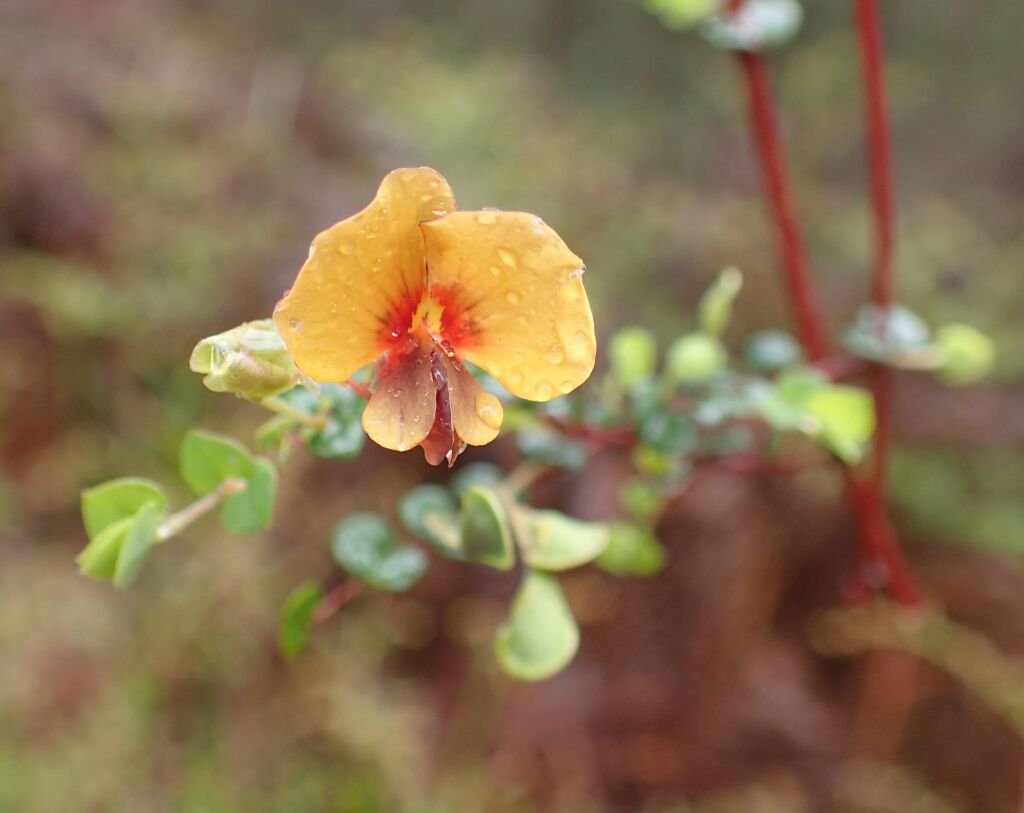 Bossiaea cordigera (hero image)