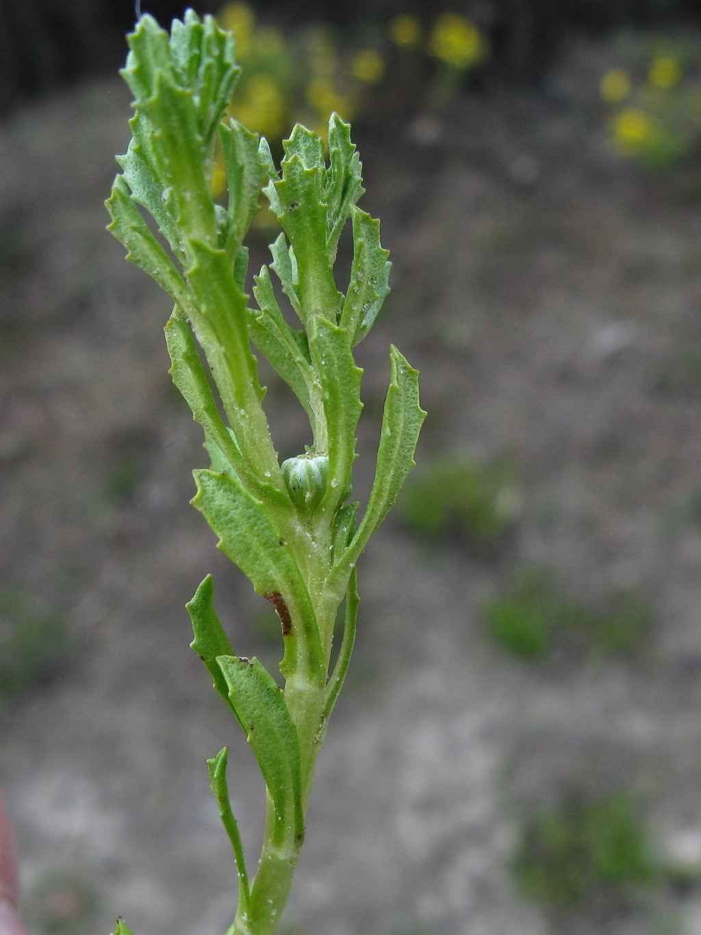 Centipeda crateriformis subsp. compacta (hero image)