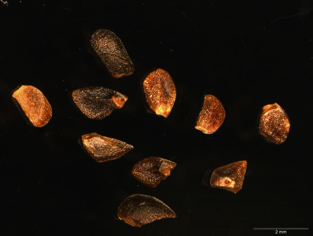 Eucalyptus agglomerata (hero image)