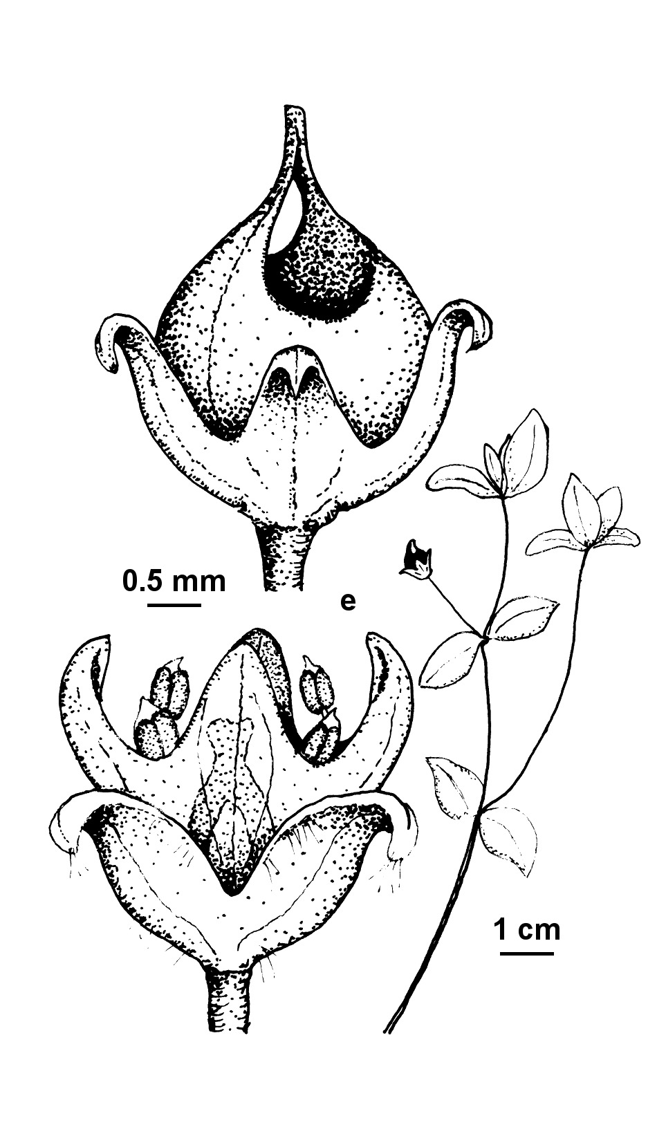 Mitrasacme serpyllifolia (hero image)