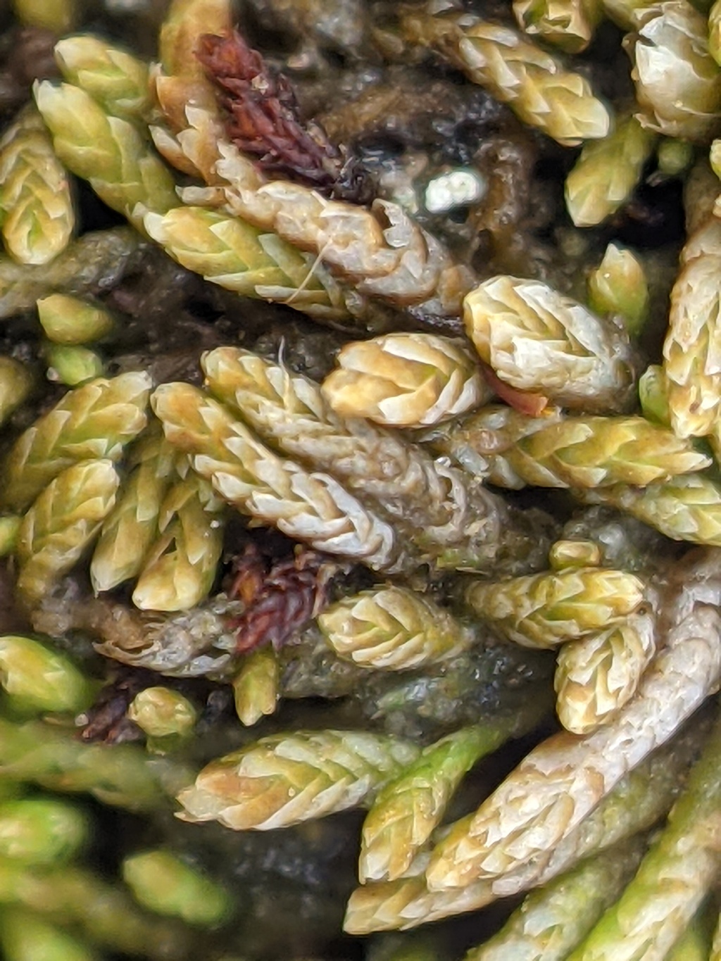 Gymnomitrion (hero image)