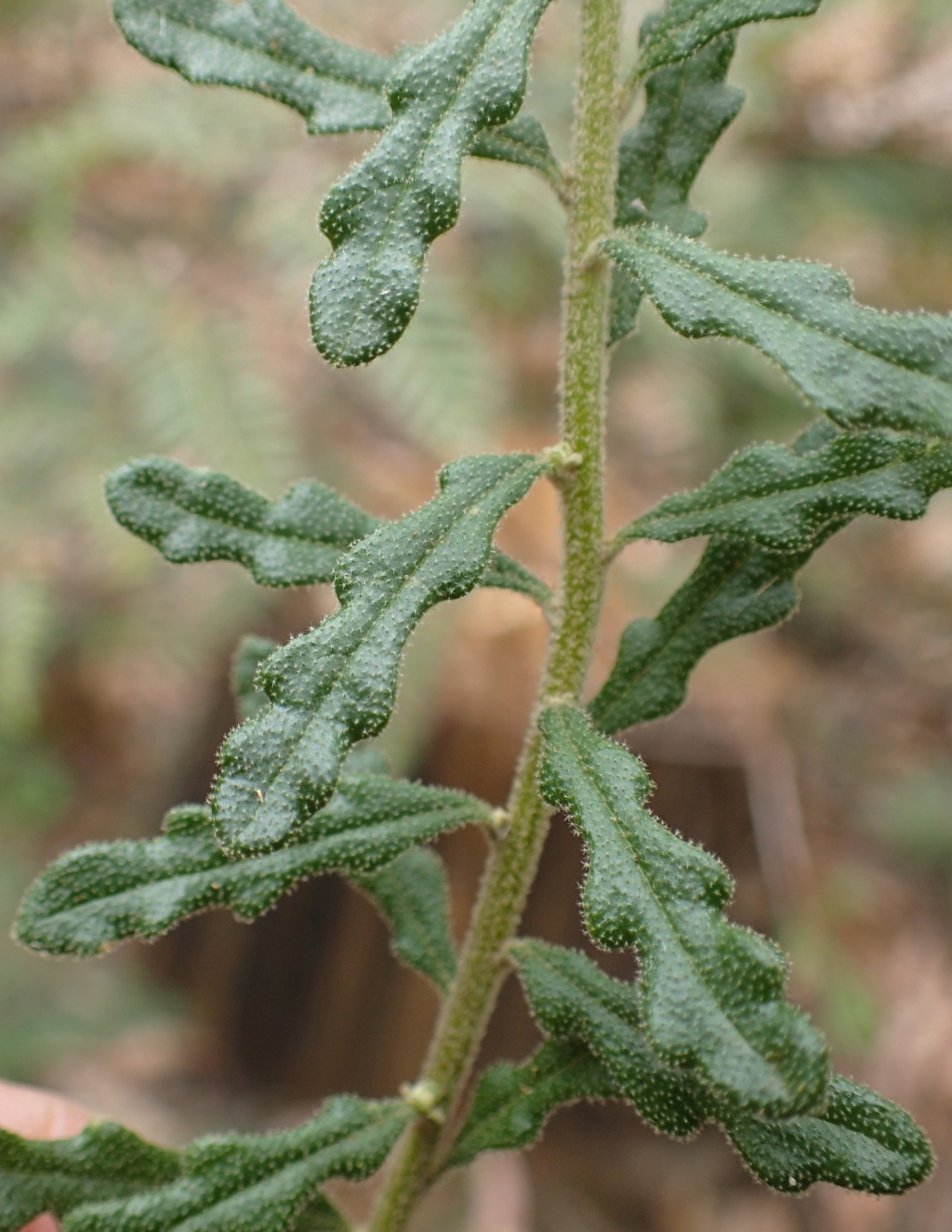 Olearia asterotricha subsp. lobata (hero image)