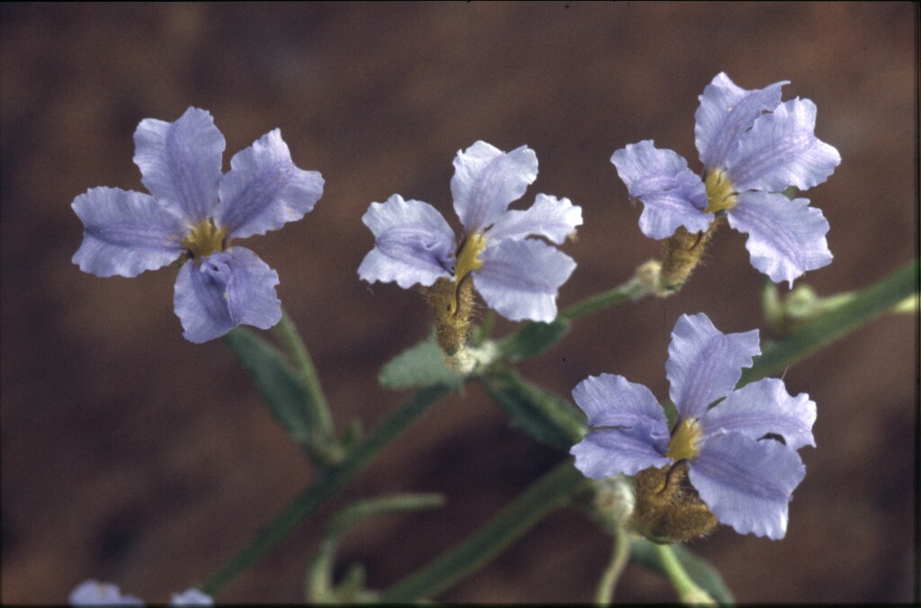 Dampiera stricta (hero image)