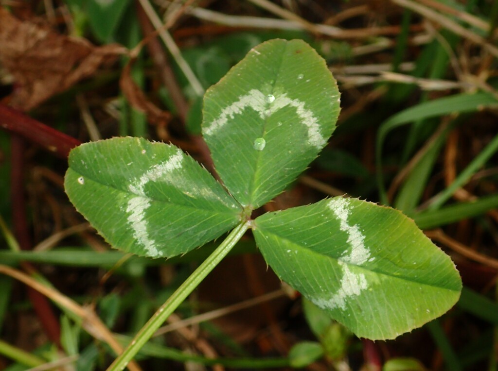 Trifolium vesiculosum var. vesiculosum (hero image)