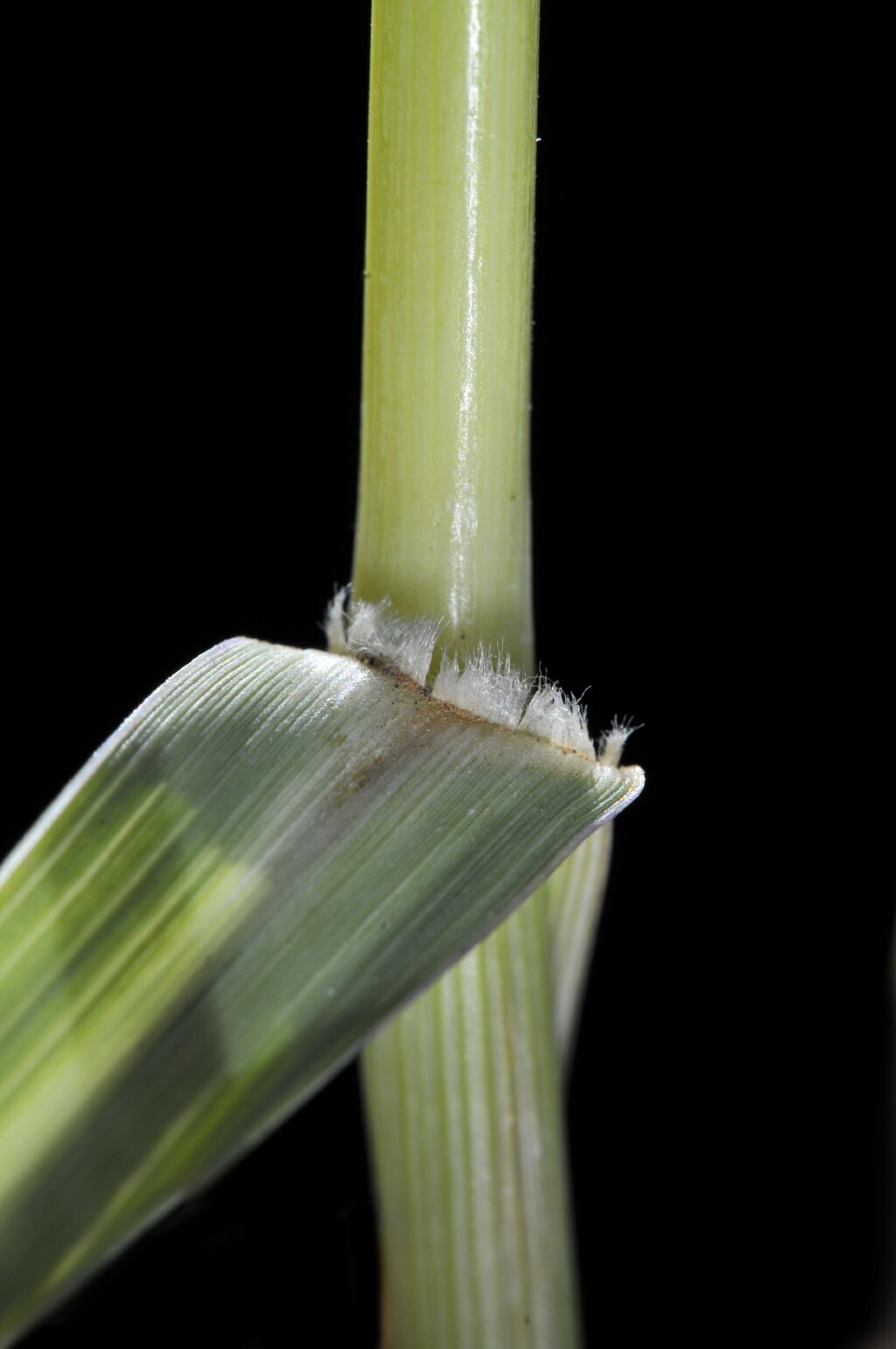 Panicum decompositum (hero image)