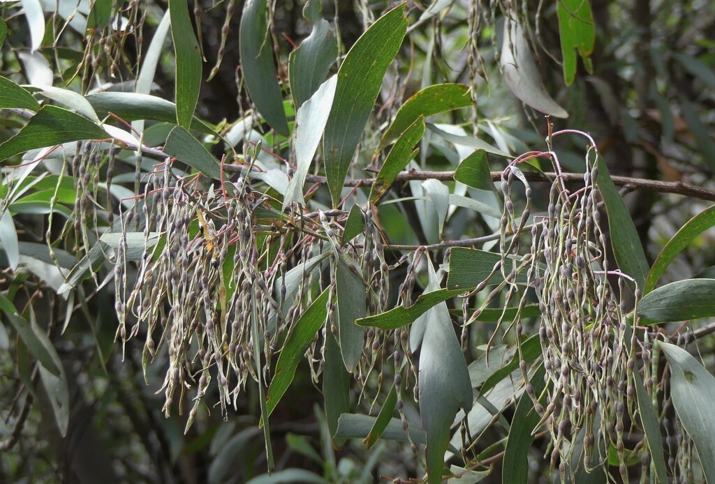 Acacia dallachiana (hero image)
