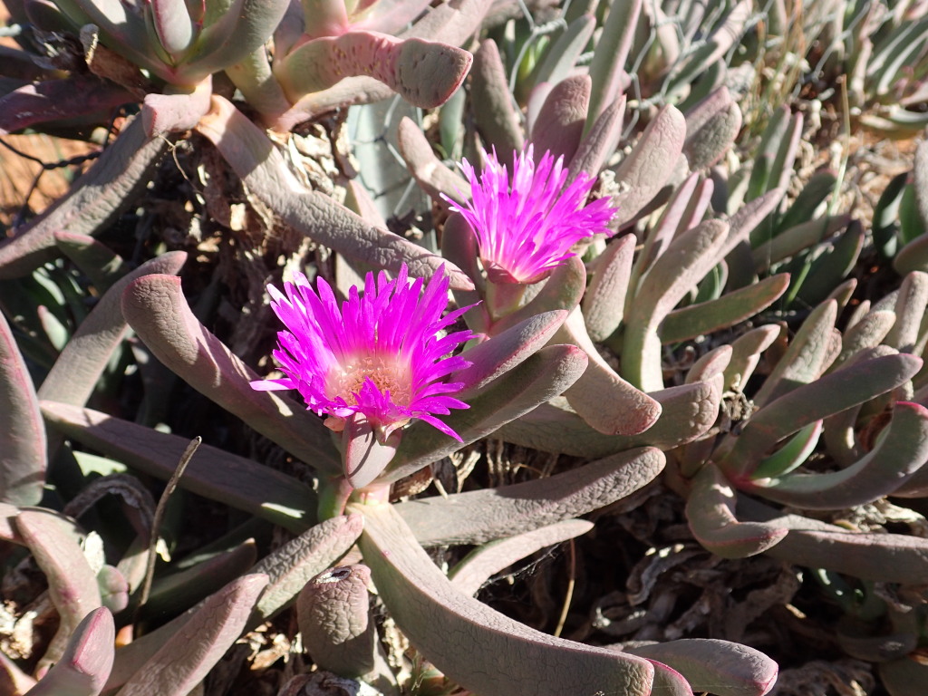 Carpobrotus aff. rossii (N.W. Victoria) (hero image)