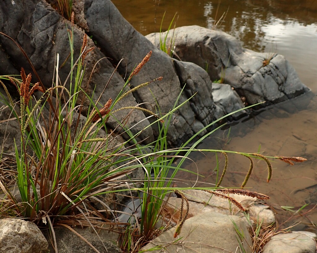 Carex polyantha (hero image)