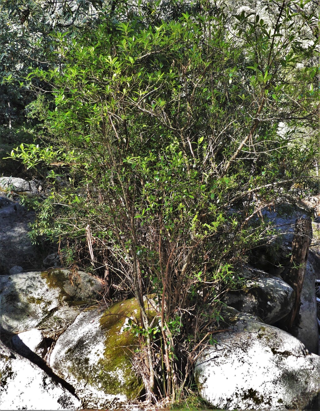 Hedycarya angustifolia (hero image)
