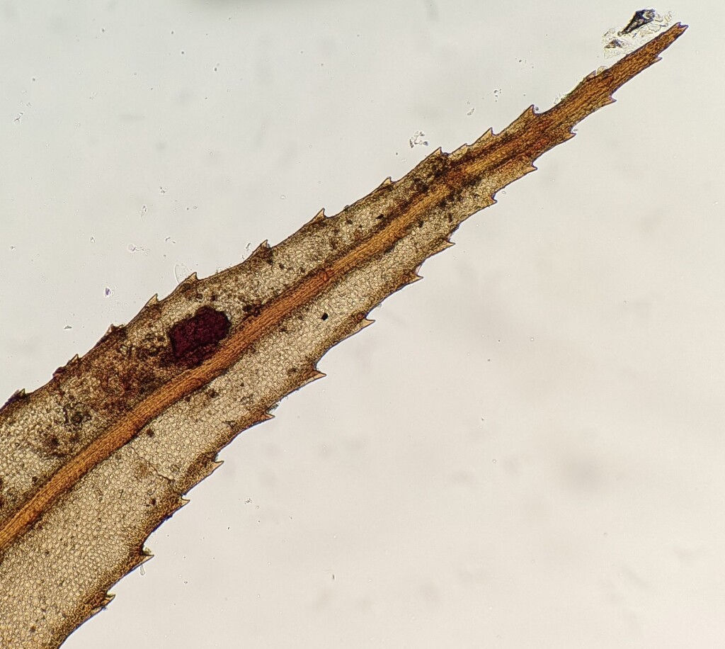 Pyrrhobryum (hero image)