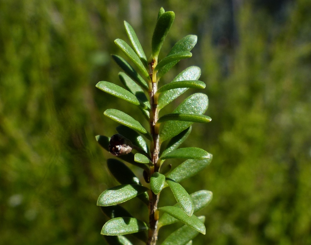 Baeckea utilis (hero image)