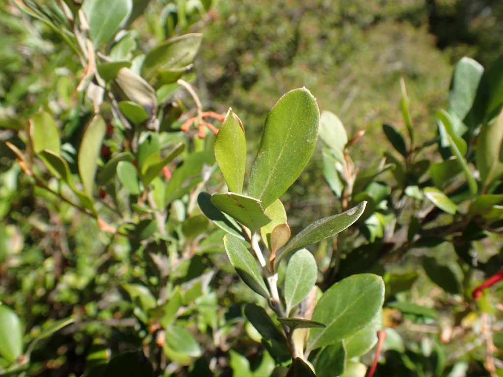 Grevillea polychroma (hero image)