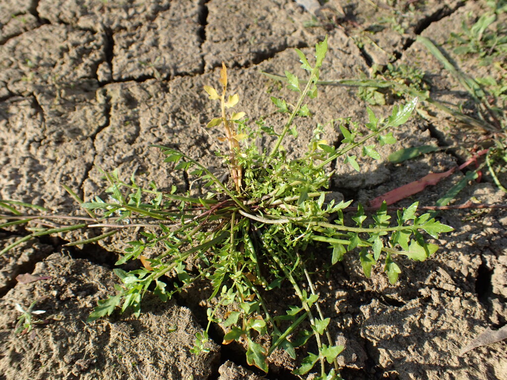 Rorippa eustylis (hero image)