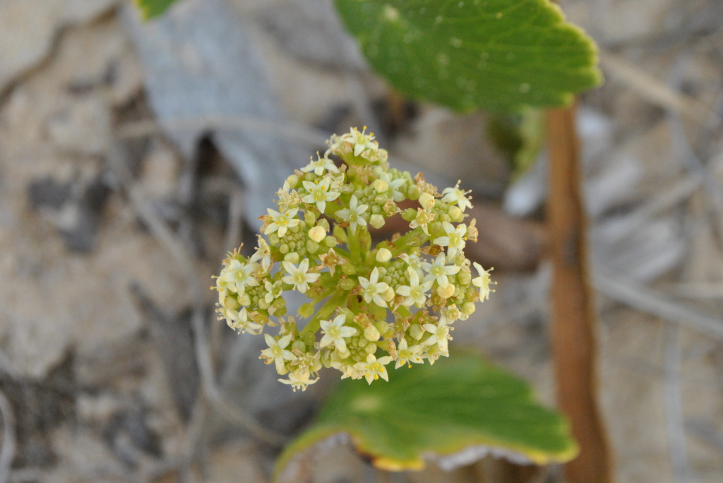 Hydrocotyle bonariensis (hero image)