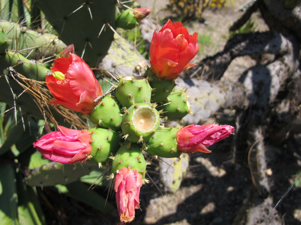 Opuntia elatior (hero image)