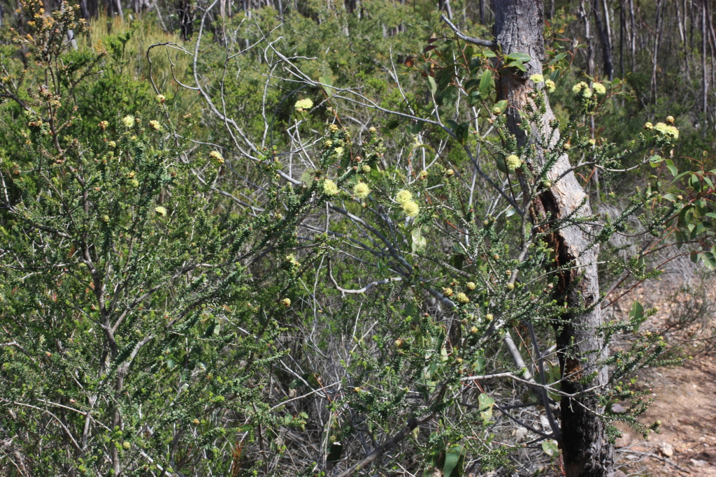 Melaleuca densa (hero image)