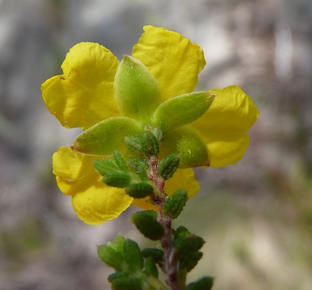 Hibbertia ericifolia (hero image)