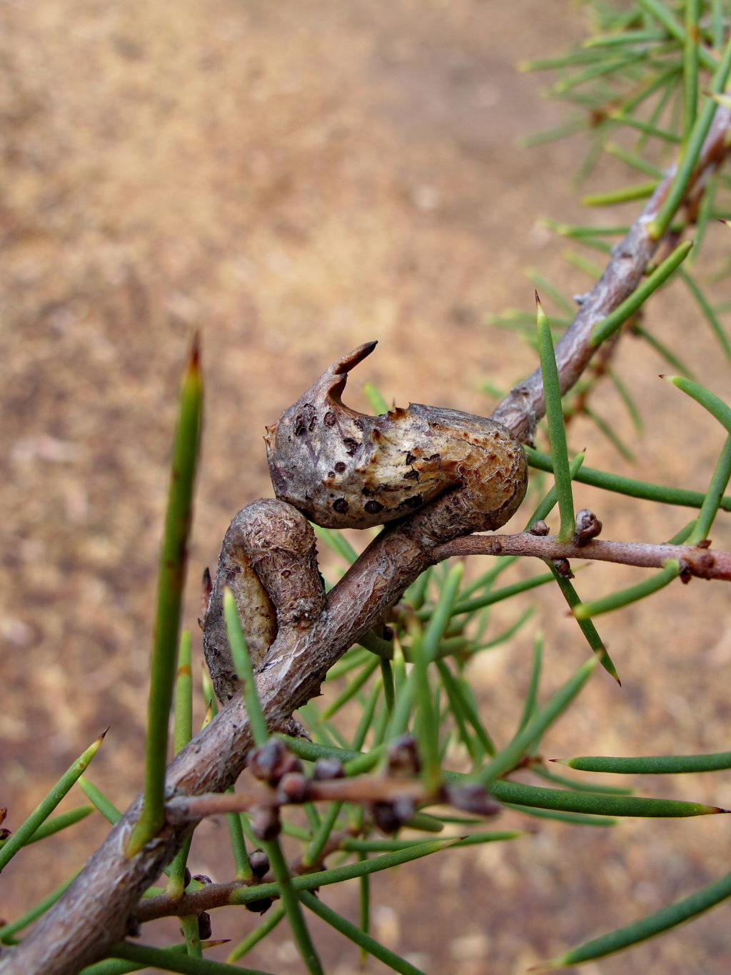 Hakea rugosa (hero image)