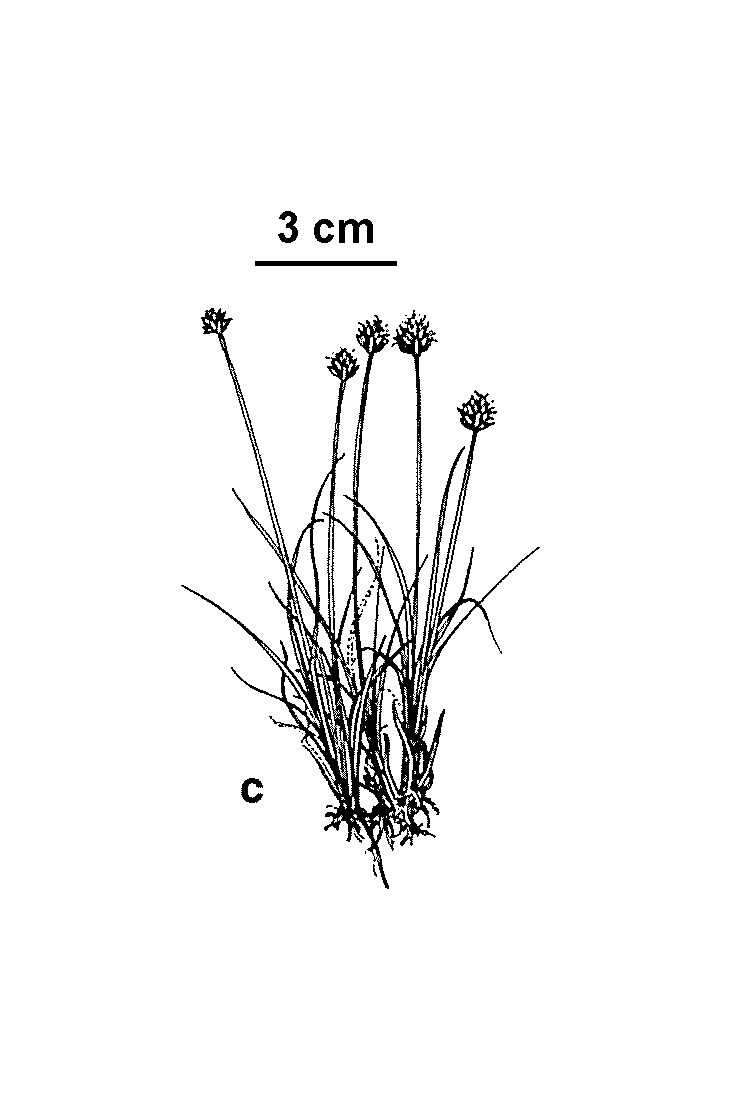 Carex cephalotes (hero image)