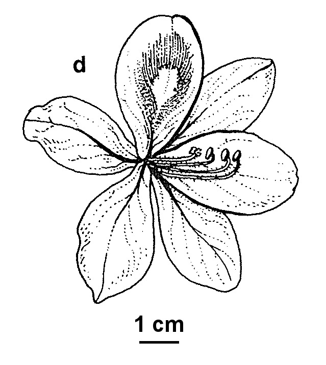 Eichhornia (hero image)