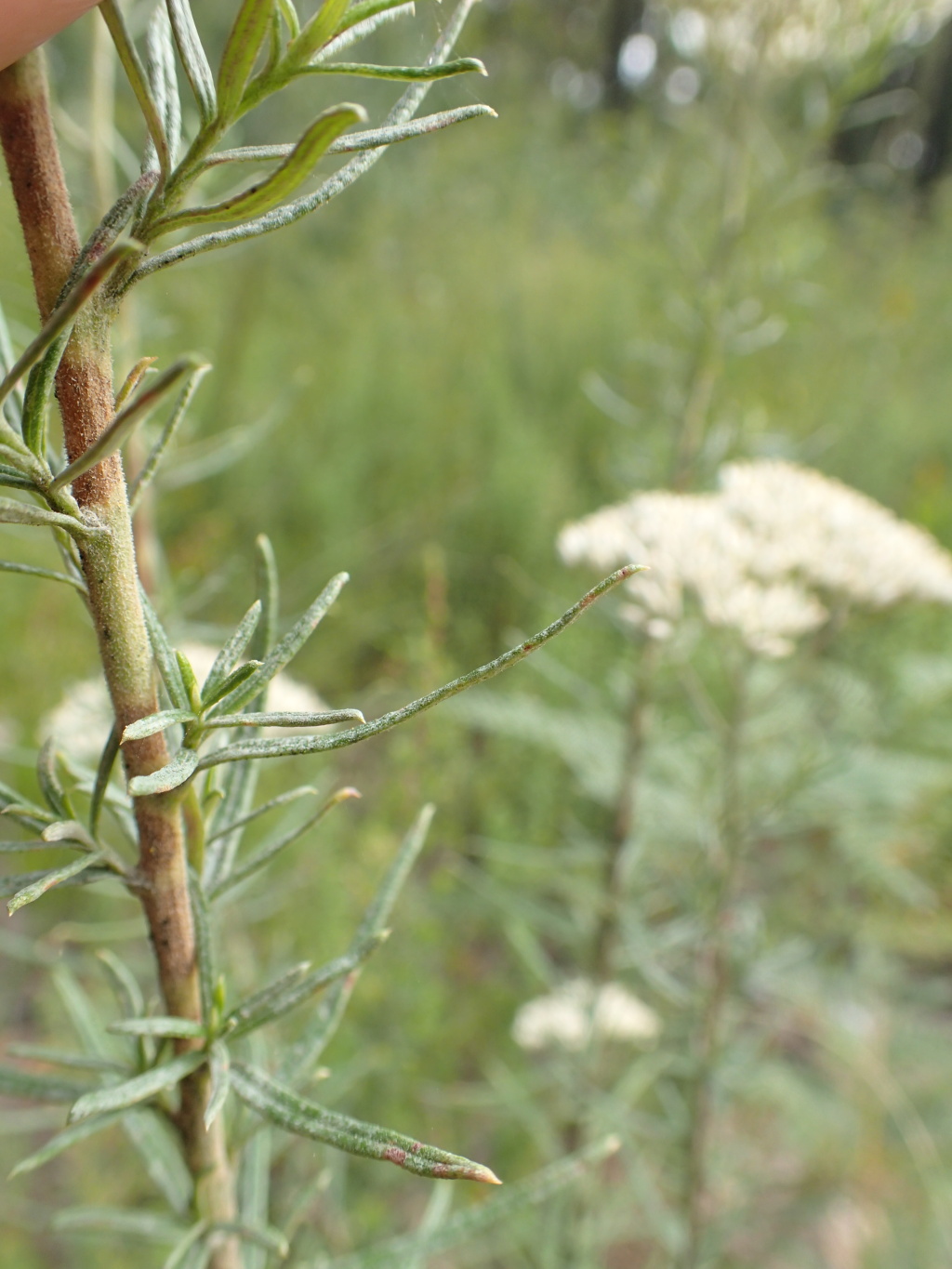 Cassinia maritima (hero image)