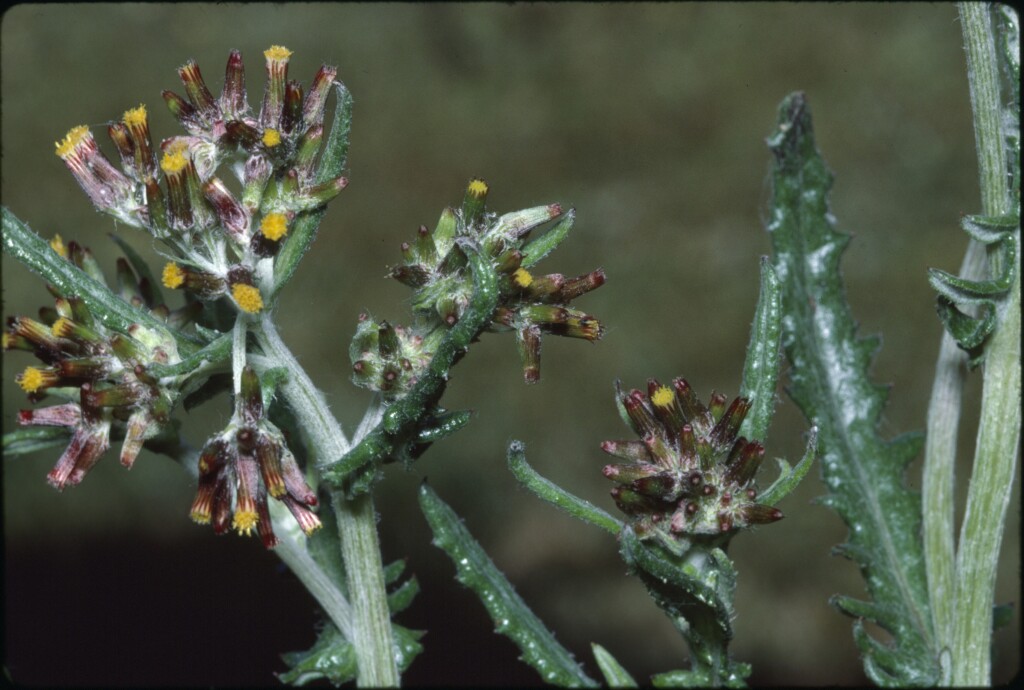 Senecio glomeratus (hero image)