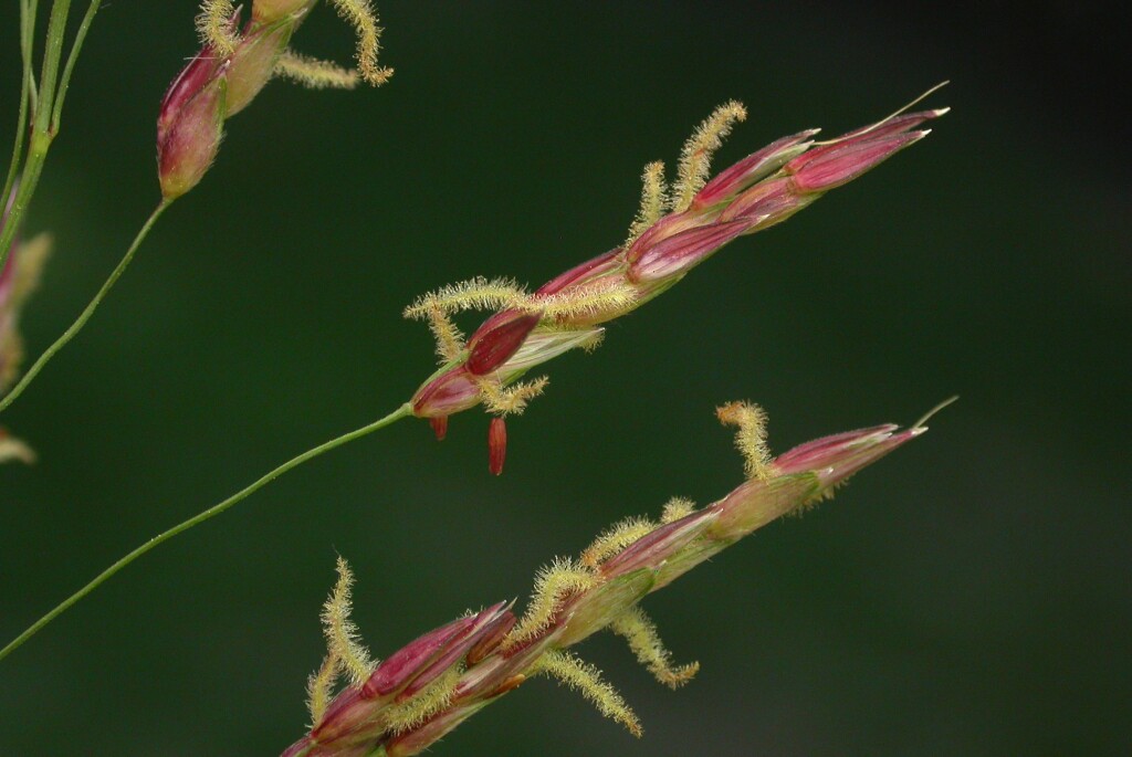 Sorghum (hero image)