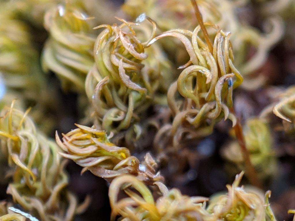 Barbula calycina subsp. convoluta (hero image)