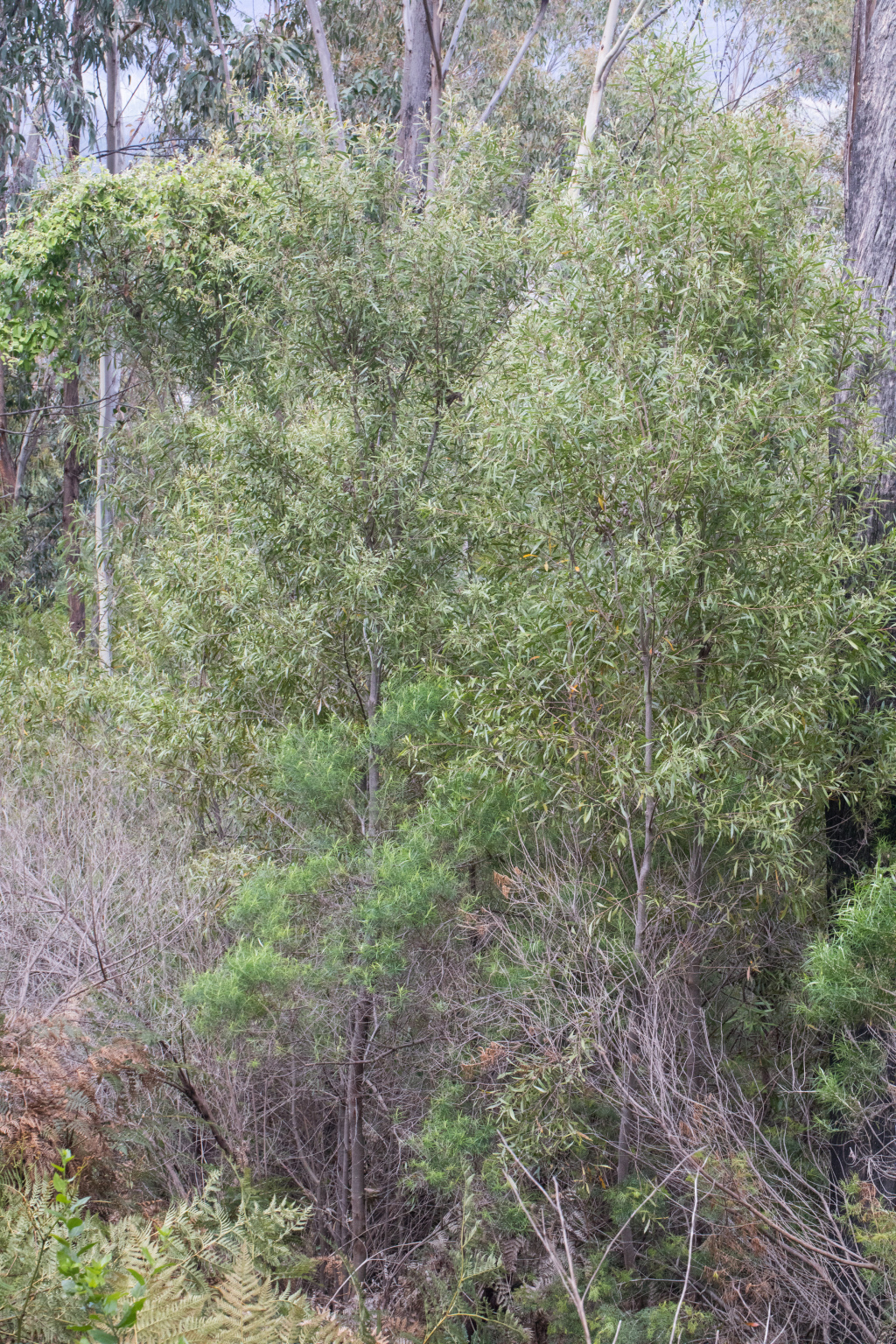 Hakea eriantha (hero image)
