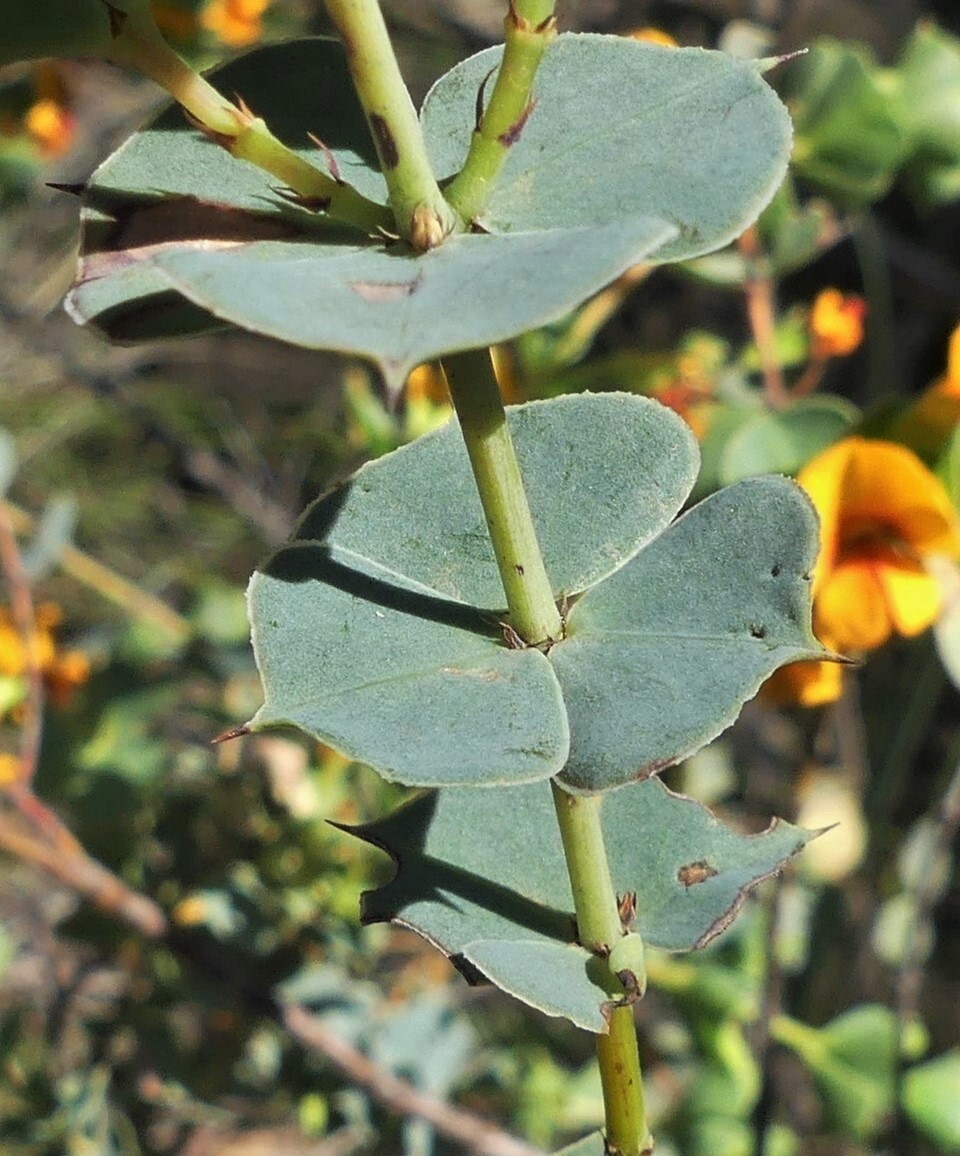 Pultenaea spinosa (hero image)